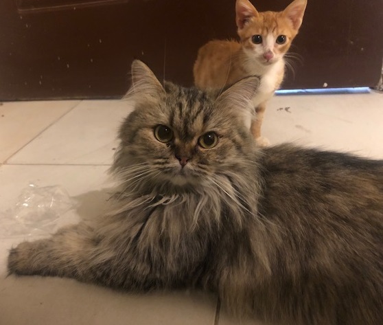 elke keer Ru Reis Op bezoek bij katten asiel van Lulu Cairo - Krabpaalwebshop