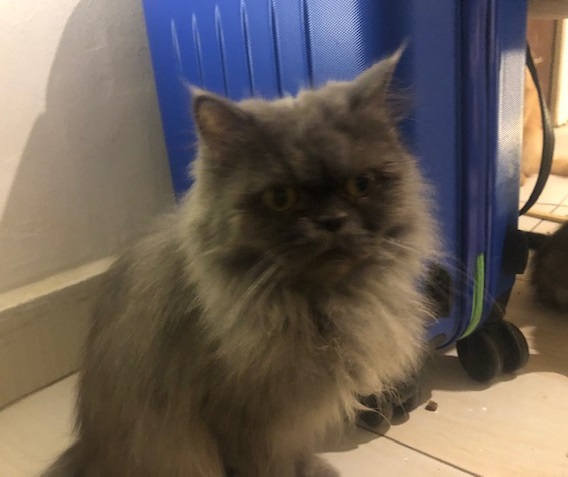 elke keer Ru Reis Op bezoek bij katten asiel van Lulu Cairo - Krabpaalwebshop