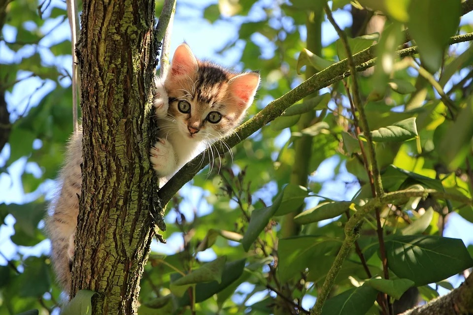 de 10 leukste kattenfeitjes